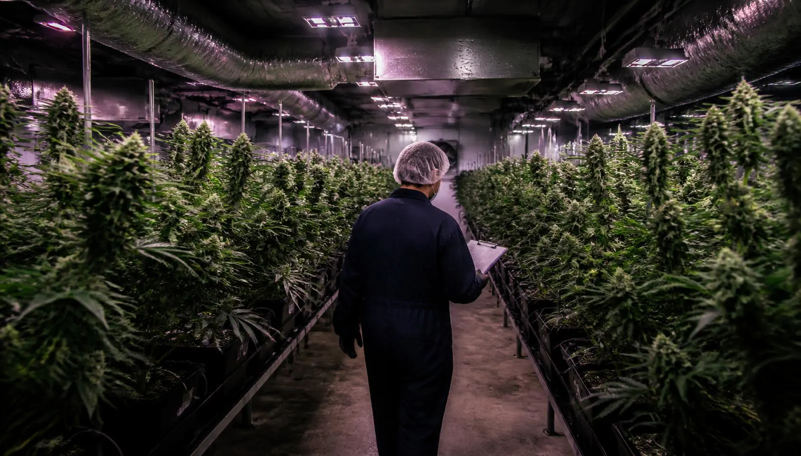 OLCC-licensed Oregon cannabis cultivation canopy with mature plants under commercial grow lighting